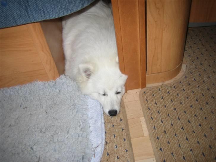 Japansk spids Tami - Tamis soveplads i campingvognen set lidt fra oven billede 5