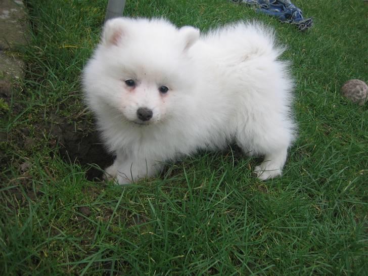 Japansk spids Tami - Tami 8½ uge "gammel" billede 6