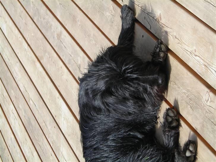 Blanding af racer Zico billede 6