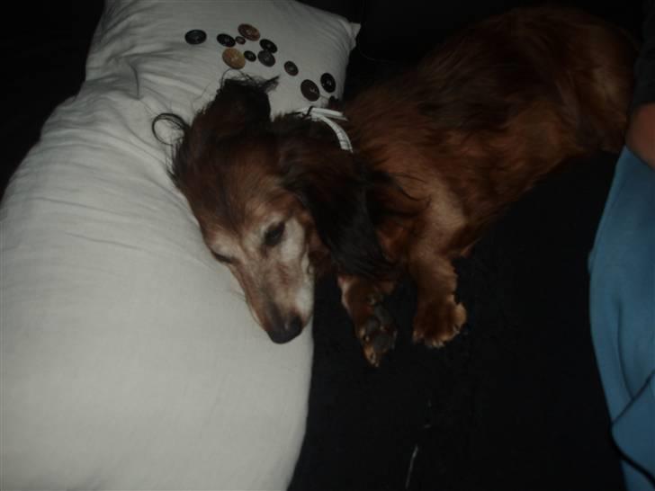 Dværggravhund Heiko RIP - hey. flydt jer lige lidt der er nogen der har været igang hele dagen ik(-: billede 4