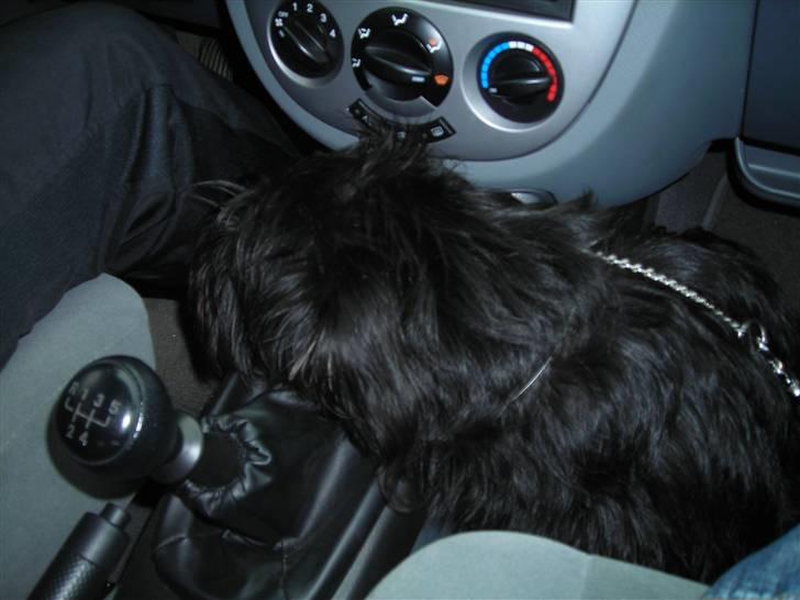 Blanding af racer Zico - Zico i bilen. billede 7