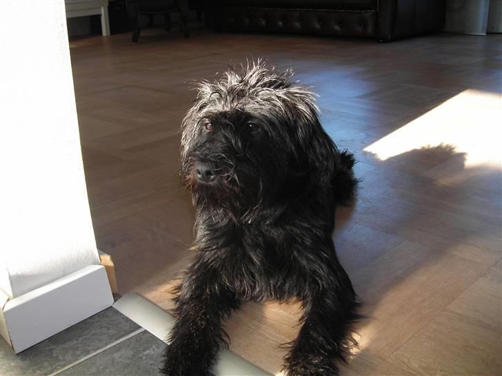 Blanding af racer Zico billede 8