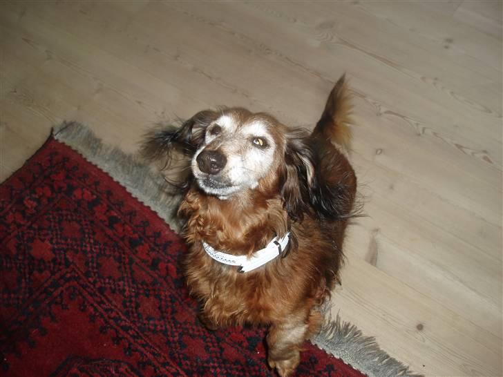 Dværggravhund Heiko RIP - SE MIG!!!!!!!! billede 5