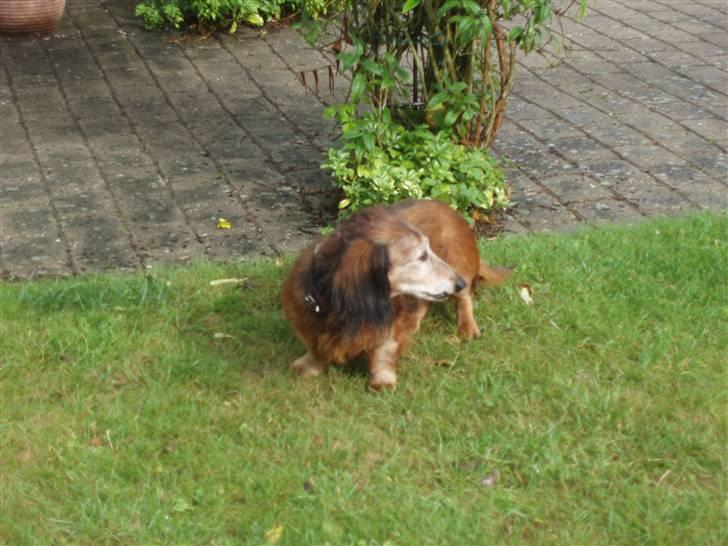 Dværggravhund Heiko RIP - jeg kunne også gå der hen men nej billede 6
