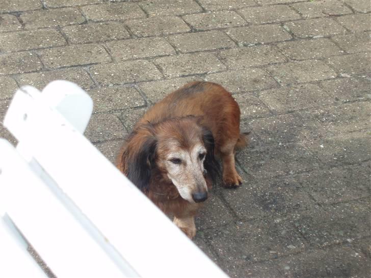 Dværggravhund Heiko RIP - uha sommer igen (-: billede 7