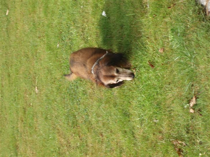 Dværggravhund Heiko RIP - åhh ingen der kigger på mig åhh billede 8