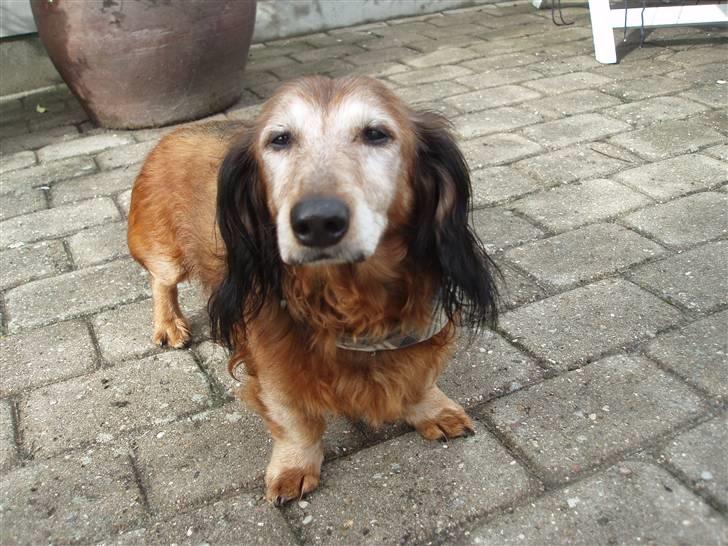 Dværggravhund Heiko RIP - vær COOL ! billede 9