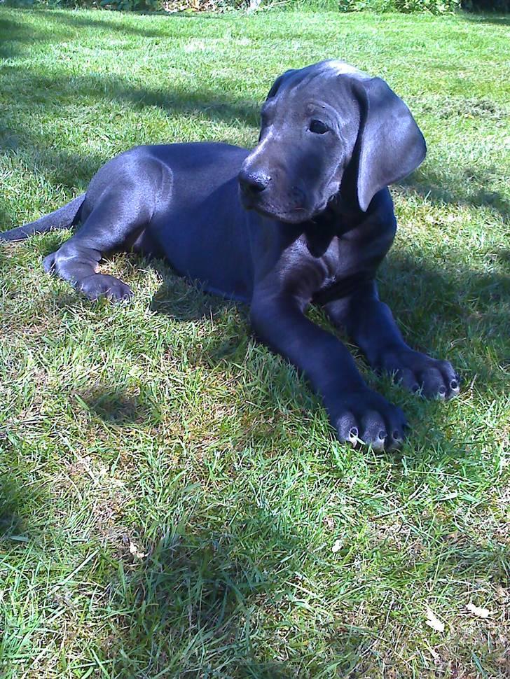 Grand danois Kenzo - Kenzo slapper mageligt af på en skyggefuld plet på græsplænen. billede 1