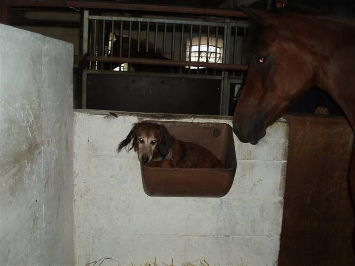 Dværggravhund Heiko RIP - heiko & attyrory er sammen billede 10