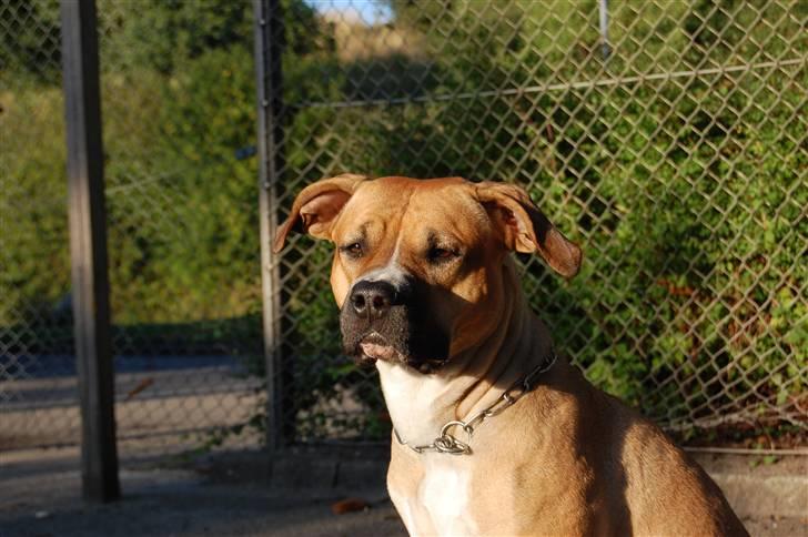 Blanding af racer Ciska.  - Velkommen til Ciskas profil. foto; HN-Foto.  billede 1