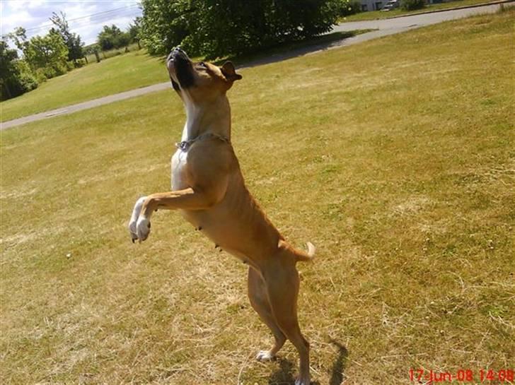 Blanding af racer Ciska.  - Ciska hopper efter en godbid. :o) billede 3