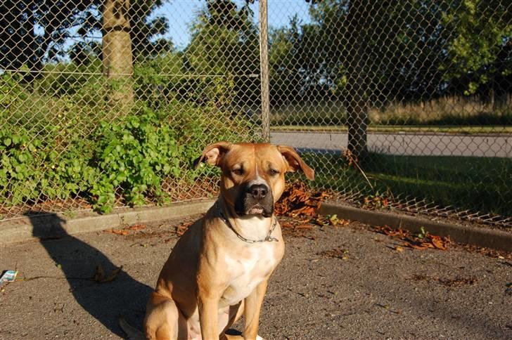 Blanding af racer Ciska.  - Ciska kan også posere. Foto: HN-Foto. billede 4