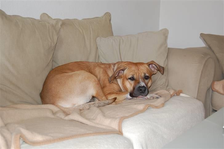 Blanding af racer Ciska.  - Som sagt, Ciska er en sofahund. foto; HN-Foto.  billede 5