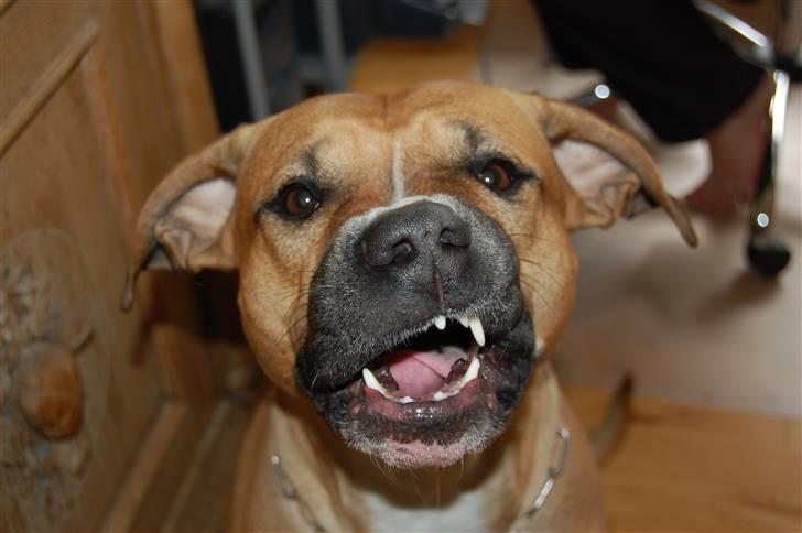 Blanding af racer Ciska.  - kom så, må jeg se det smil, ja årh det var flot ciska :o) - foto; HN-foto.  billede 7