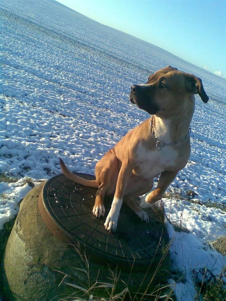 Blanding af racer Ciska.  - Ciska på marken.  billede 8