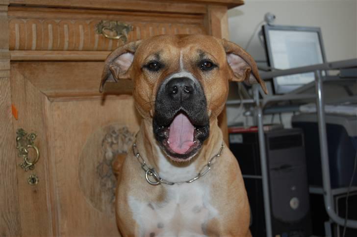 Blanding af racer Ciska.  - den hanhund var lige til at brække sig over :o) foto: HN-Foto.  billede 10