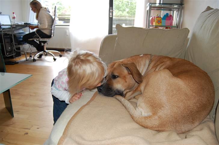 Blanding af racer Ciska.  - Ciska tænker; åh nej, ikke den lille mide. foto; HN-Foto.  billede 11