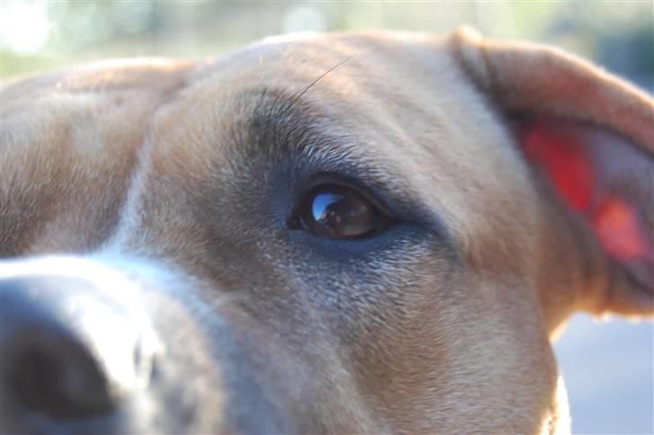 Blanding af racer Ciska.  - hun har de dejligeste øjne. foto; HN-foto. billede 12