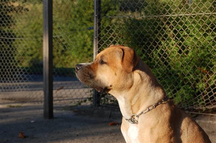 Blanding af racer Ciska.  - Ciska. foto; HN-Foto. billede 13