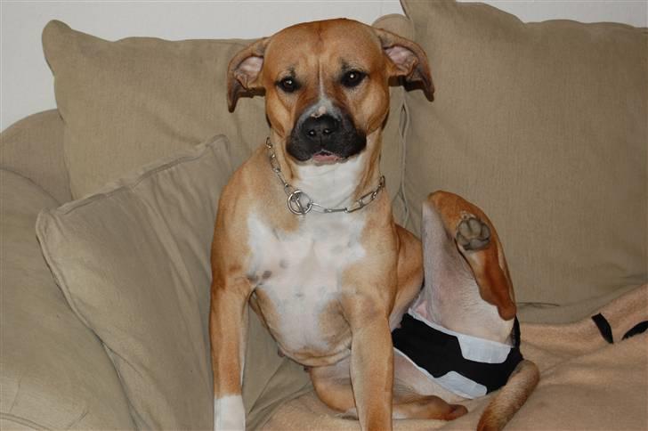 Blanding af racer Ciska.  - Ciska med sine trusser på. foto; HN-Foto.  billede 14