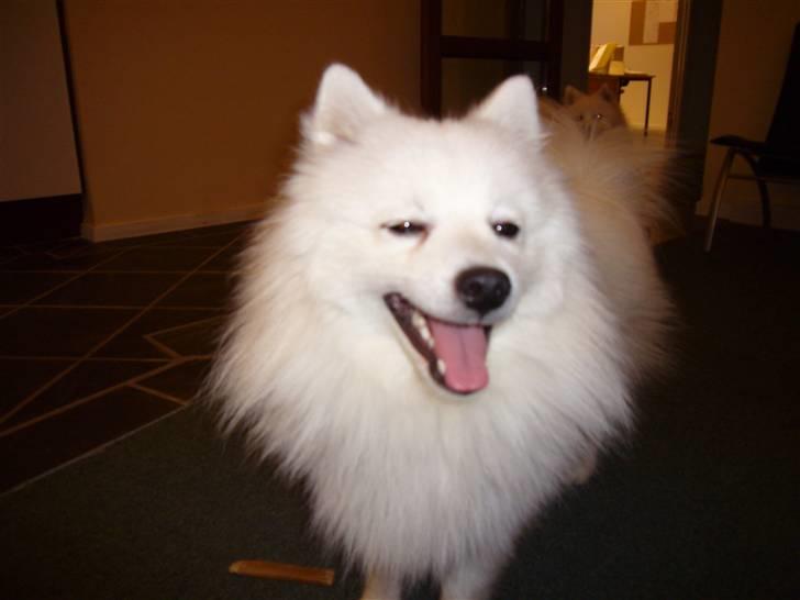 Japansk spids Yoshi - Hunde kan altså også godt grine af en joke billede 1