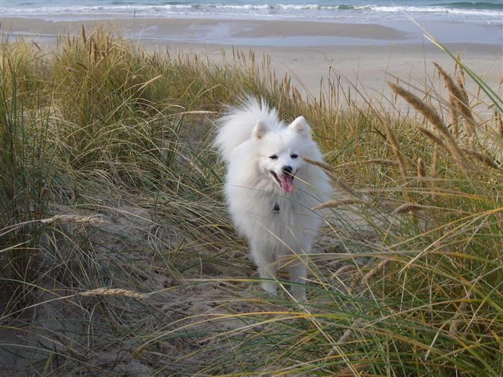 Japansk spids Yoshi - Yoshi en tur ved vesterhavet billede 2