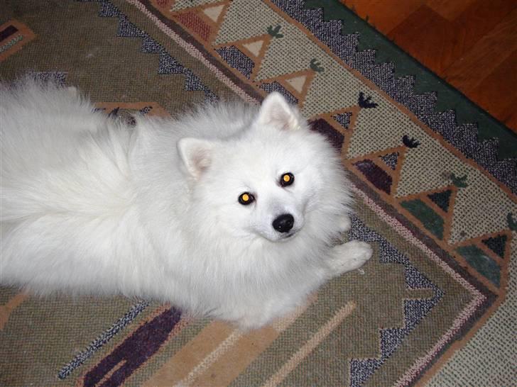 Japansk spids Yoshi - Sagde du noget mor? billede 3