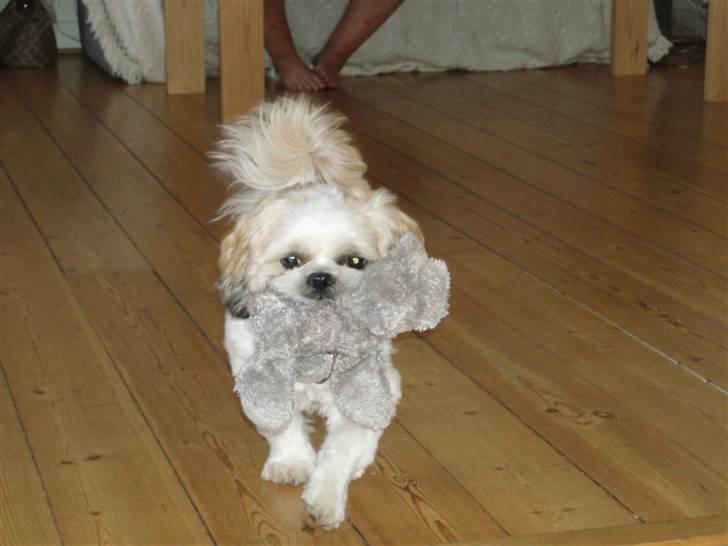 Shih tzu Felix billede 2