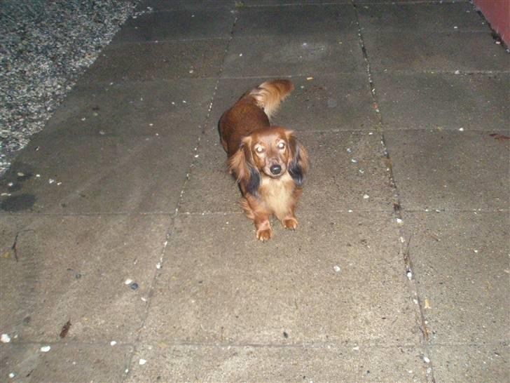 Gravhund Fifi død:''( - Ja ja, jeg ved det godt... Jeg er både smuk og dejlig! billede 1