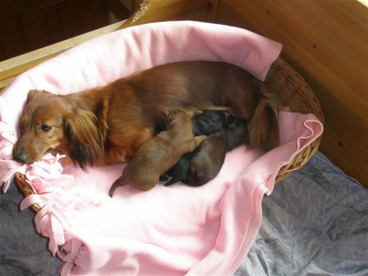 Gravhund Fifi død:''( - Her ser I mig sammen med mine 3 dejlige hvalpe... billede 2