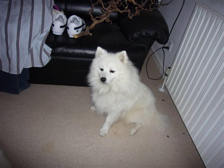 Japansk spids Yoshi - Lidt betuttet måske!! billede 4