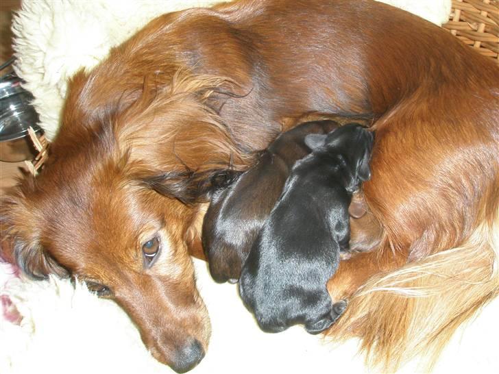 Gravhund Fifi død:''( - Jeg var en meget kærlig mor da jeg havde hvalpe <3 billede 3