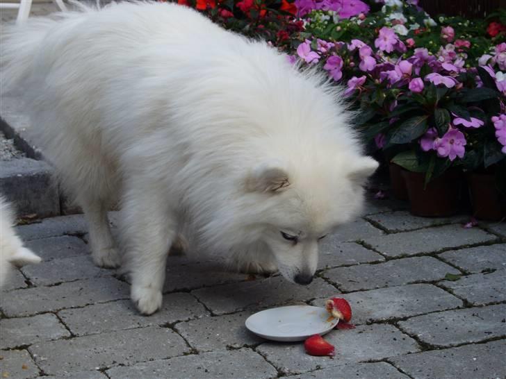 Japansk spids Yoshi - Her spiser vi fødselsdagslakage billede 5