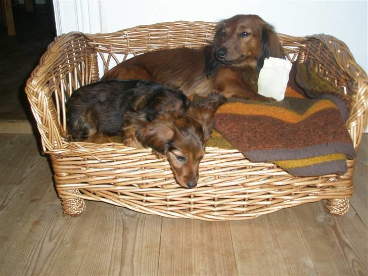 Gravhund Fifi død:''( - Her ligger jeg med min dejlige datter, Mille :-) billede 4