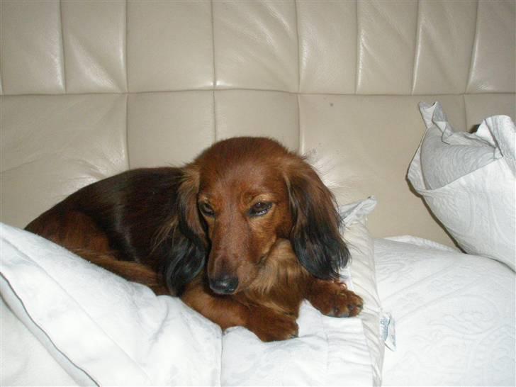 Gravhund Fifi død:''( - Dejligt med et velfortjent hvil i sofaen. Lidt luxus dyr er man vel altid... ;-) billede 5