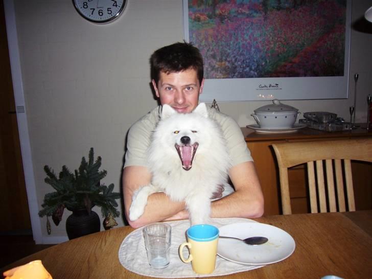 Japansk spids Yoshi - Her siger Yoshi vist "Glædelig jul" billede 6