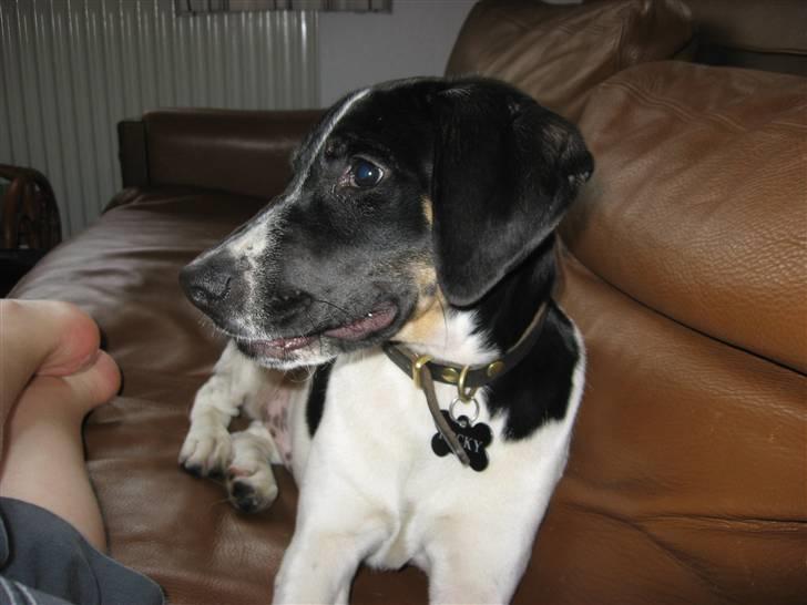 Blanding af racer Rocky - Velkommen til min profil :) billede 1