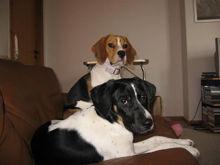 Blanding af racer Rocky - Rocky Og Freja billede 2