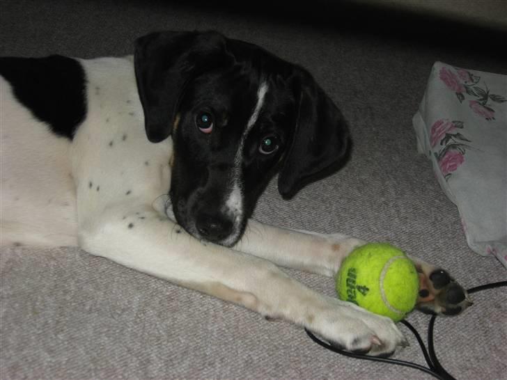 Blanding af racer Rocky billede 3