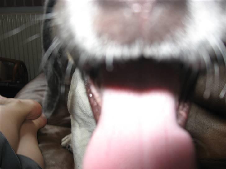 Blanding af racer Rocky - Rockys mund :P billede 5