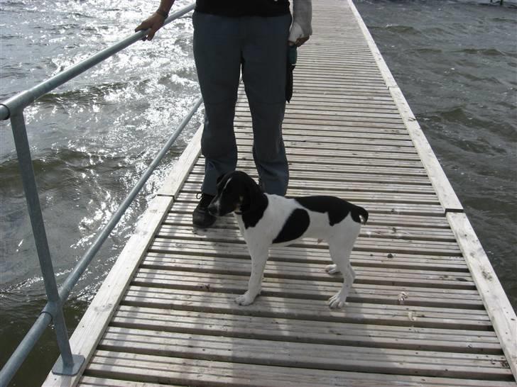 Blanding af racer Rocky billede 6