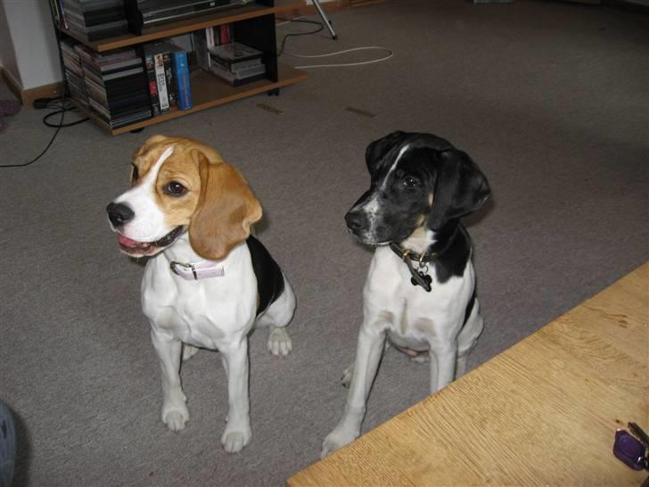 Blanding af racer Rocky - Rocky Og Freja sidder pænt og venter på en godbid billede 7