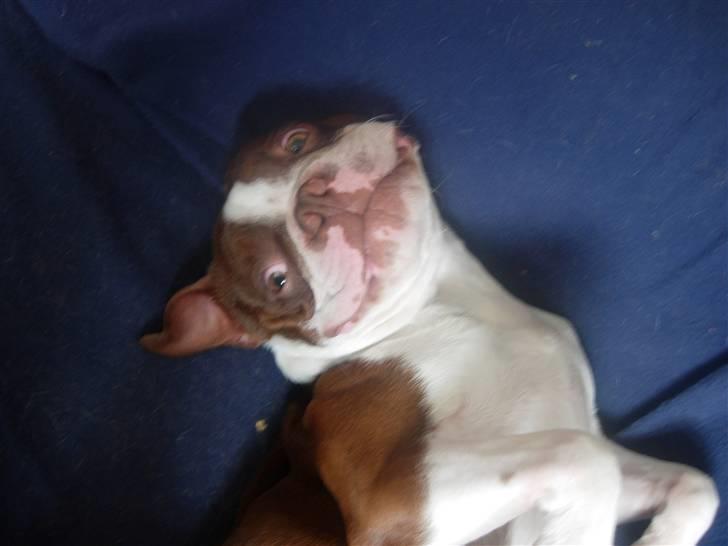 Boston terrier Tyson - Et stort smil billede 10