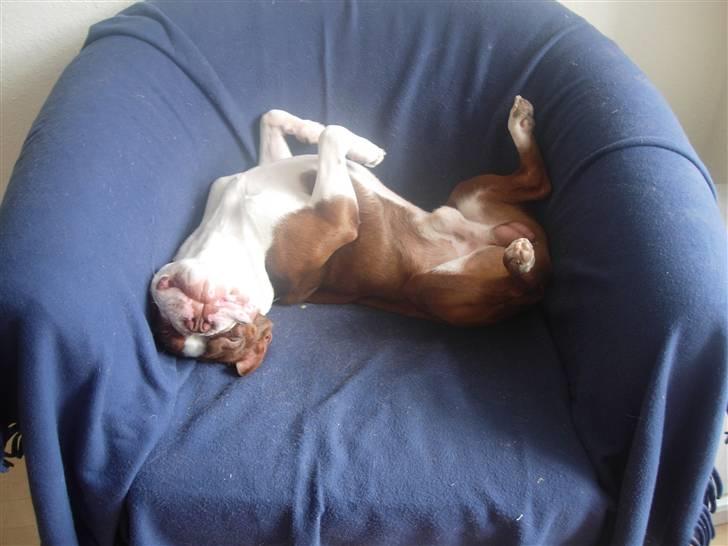 Boston terrier Tyson - Min stol billede 14