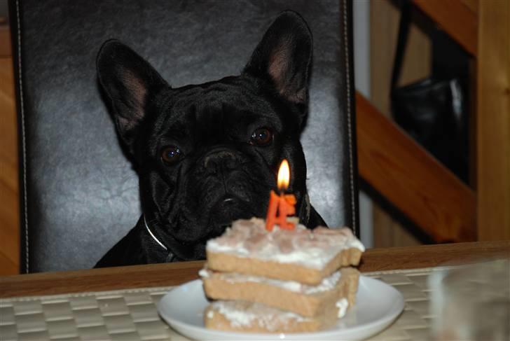 Fransk bulldog Æmmert - Æmmert havde fødselsdag d. 10/7 billede 19
