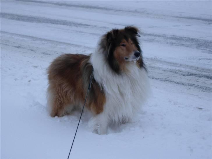 Collie langhåret Collie Farm Im One My Way - hejsa og velkommen til mig og mine forældre´s hund. billede 1