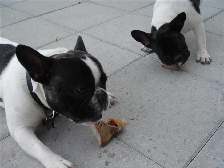 Fransk bulldog Pluto - Besøg af den bedste legekammerat Remington (V) 19 uger.  billede 10