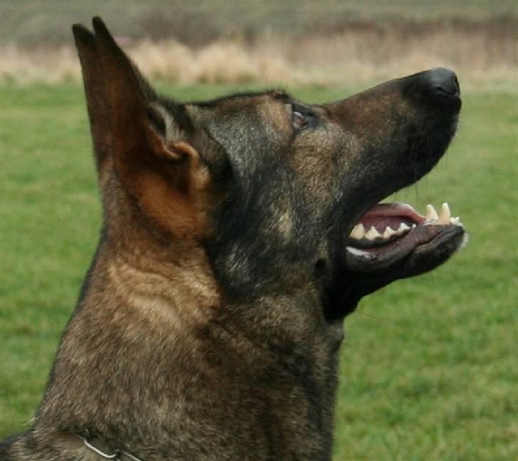 Schæferhund Jabina Pharao ( Anubis ) billede 1