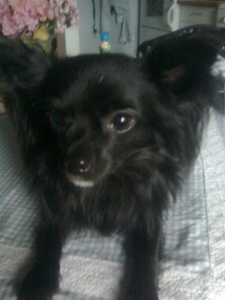 Chihuahua Makur billede 1