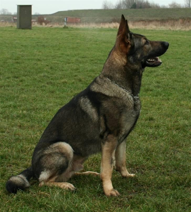 Schæferhund Jabina Pharao ( Anubis ) billede 2